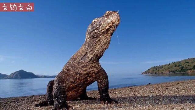 科莫多龙恐龙时代遗留下来的怪物《野生动物的秘密》