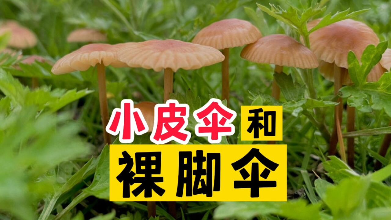 小皮伞和裸脚伞——蘑菇的40个主要类群(15)