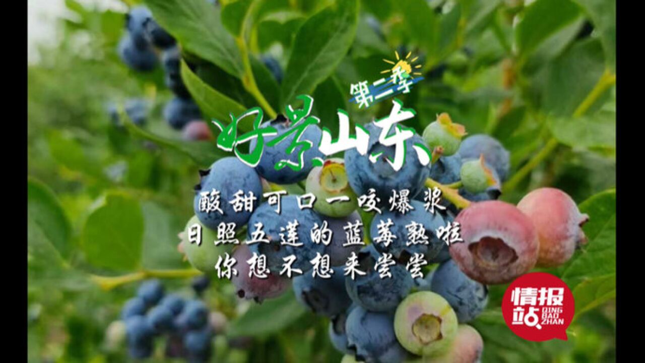 果然视频ⷥ彦™辰𑤸œ|盛夏的鲜果!日照五莲的蓝莓熟啦,酸甜诱人