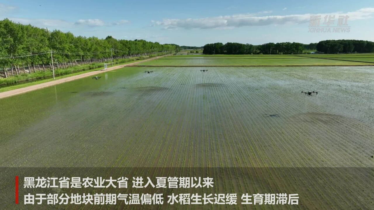 新华全媒+ | 科技赋能智慧农业 无人机植保大显身手