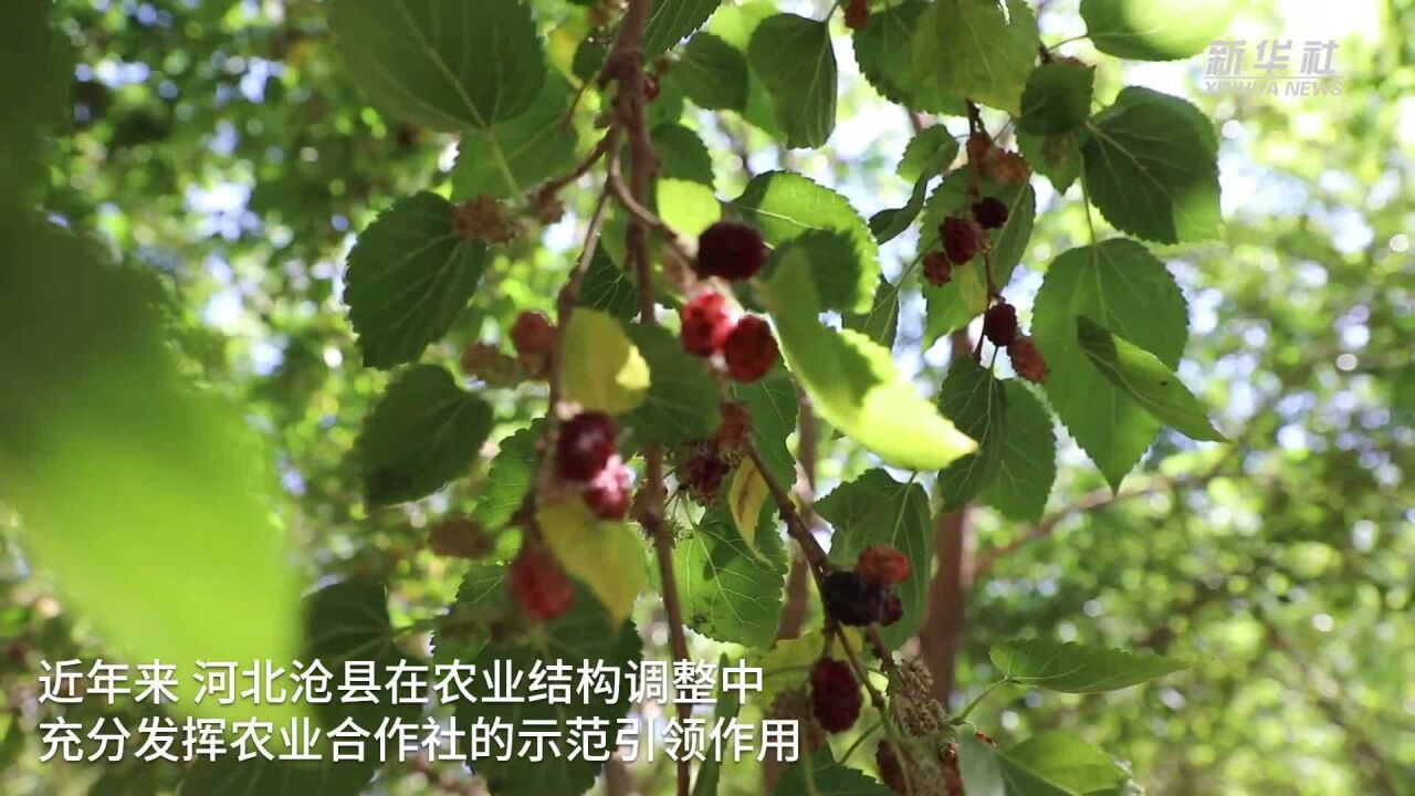 河北沧县:农业合作社提质增效 助推乡村振兴