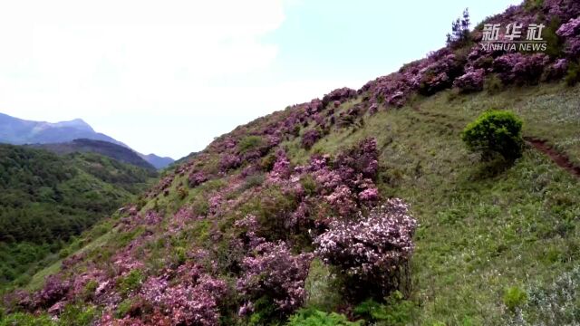 千城胜景|玉溪江川:杜鹃花开满山艳