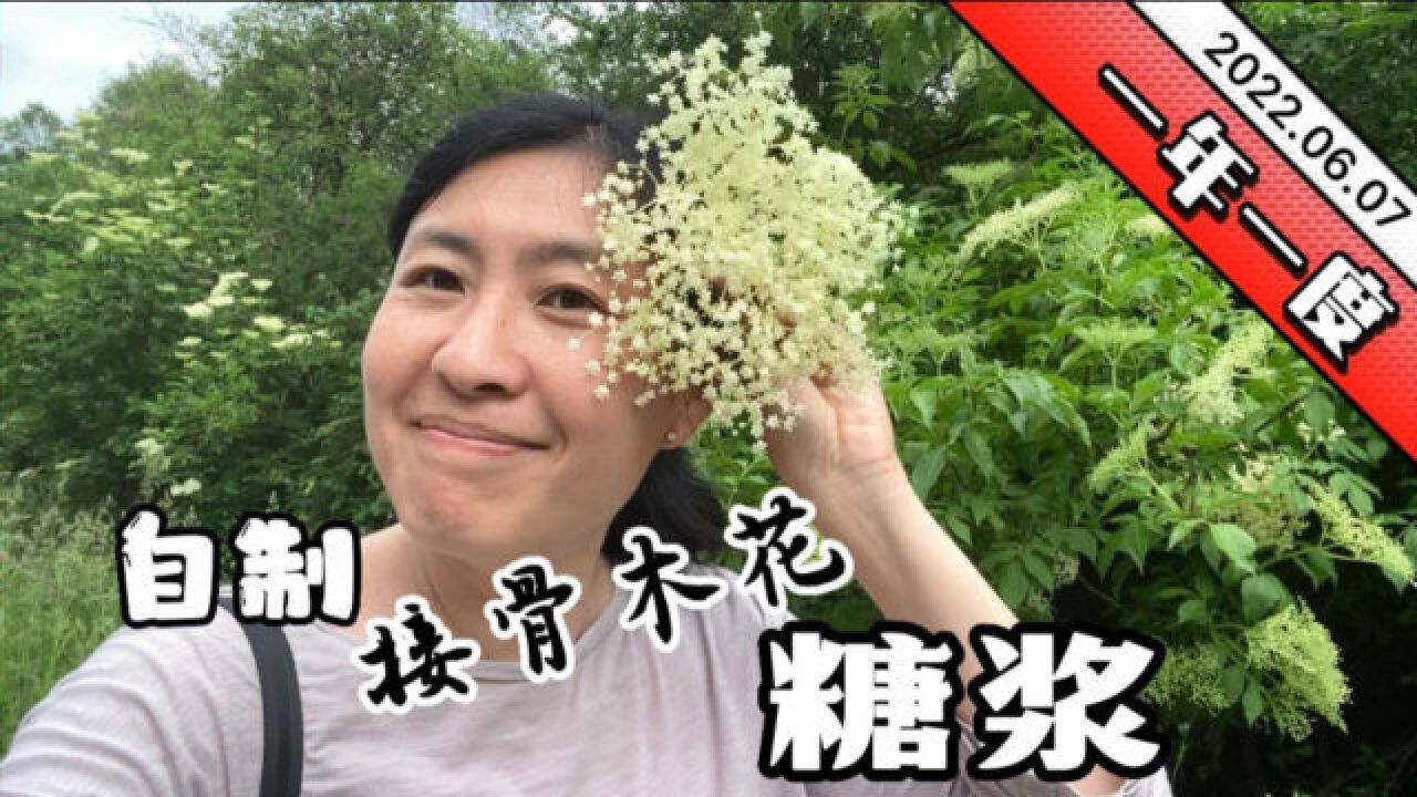 欧洲森林里常见的植物,接骨木花,自己采摘,回家做糖浆.