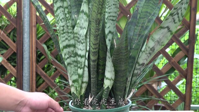 犯了这3个错误,难怪你家的虎皮兰叶色变淡虎纹变浅