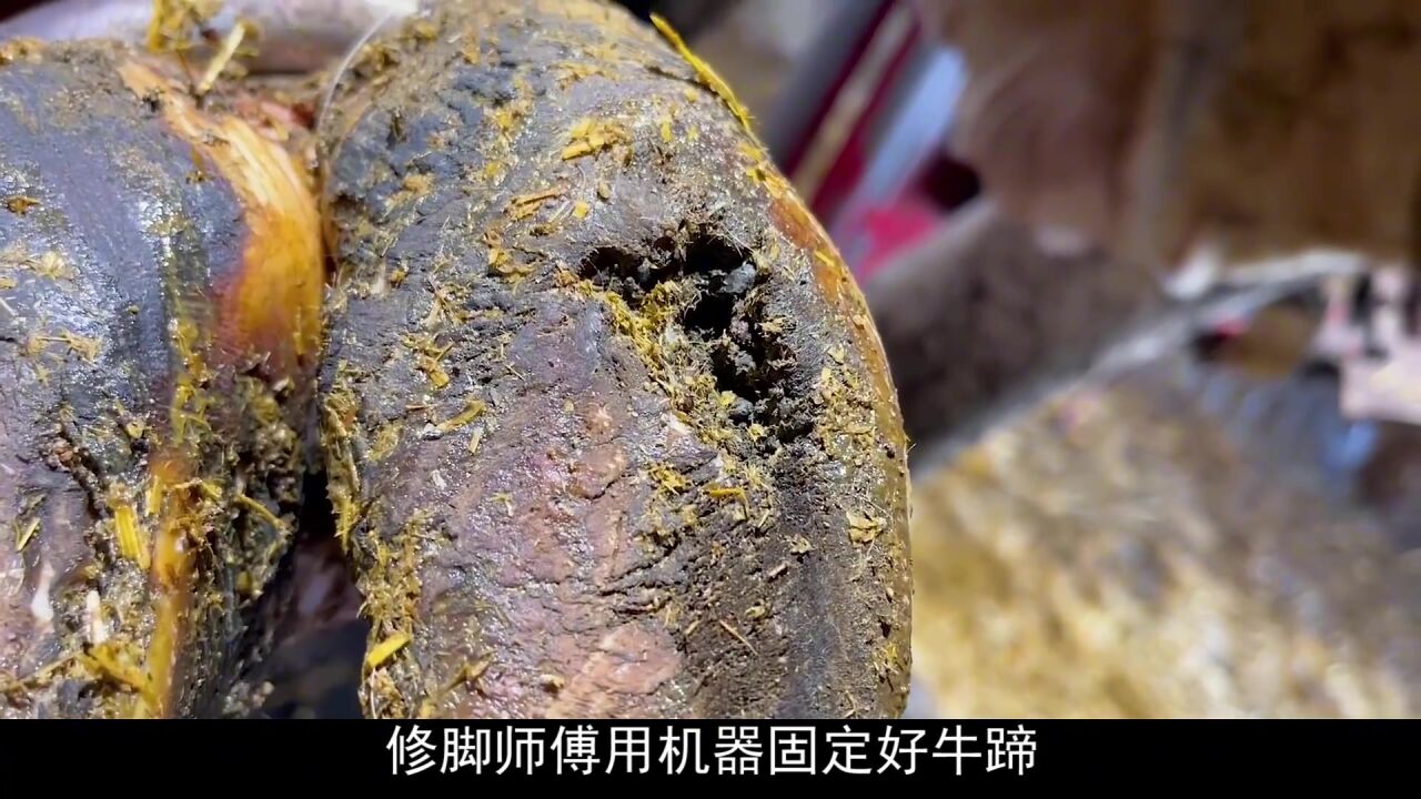 牛蹄内部感染溃烂,修蹄师傅一眼看出不对劲,超解压超治愈!