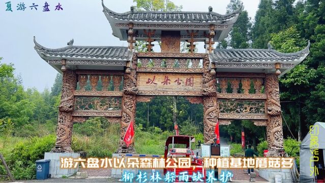 游贵州六盘水市以朵森林公园,种植基地蘑菇多,柳杉林下躲雨缺养护