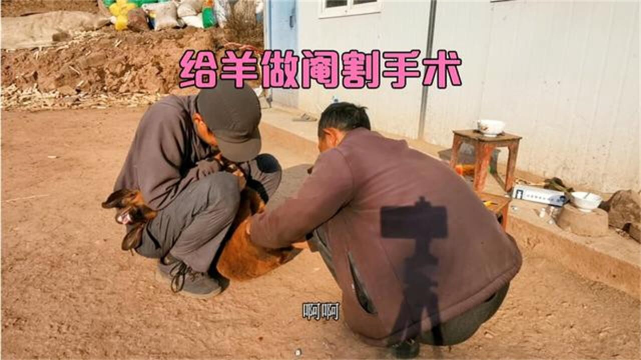 如何给羊去势?割羊蛋是个手艺活,有些残忍,一般人弄不了这个!