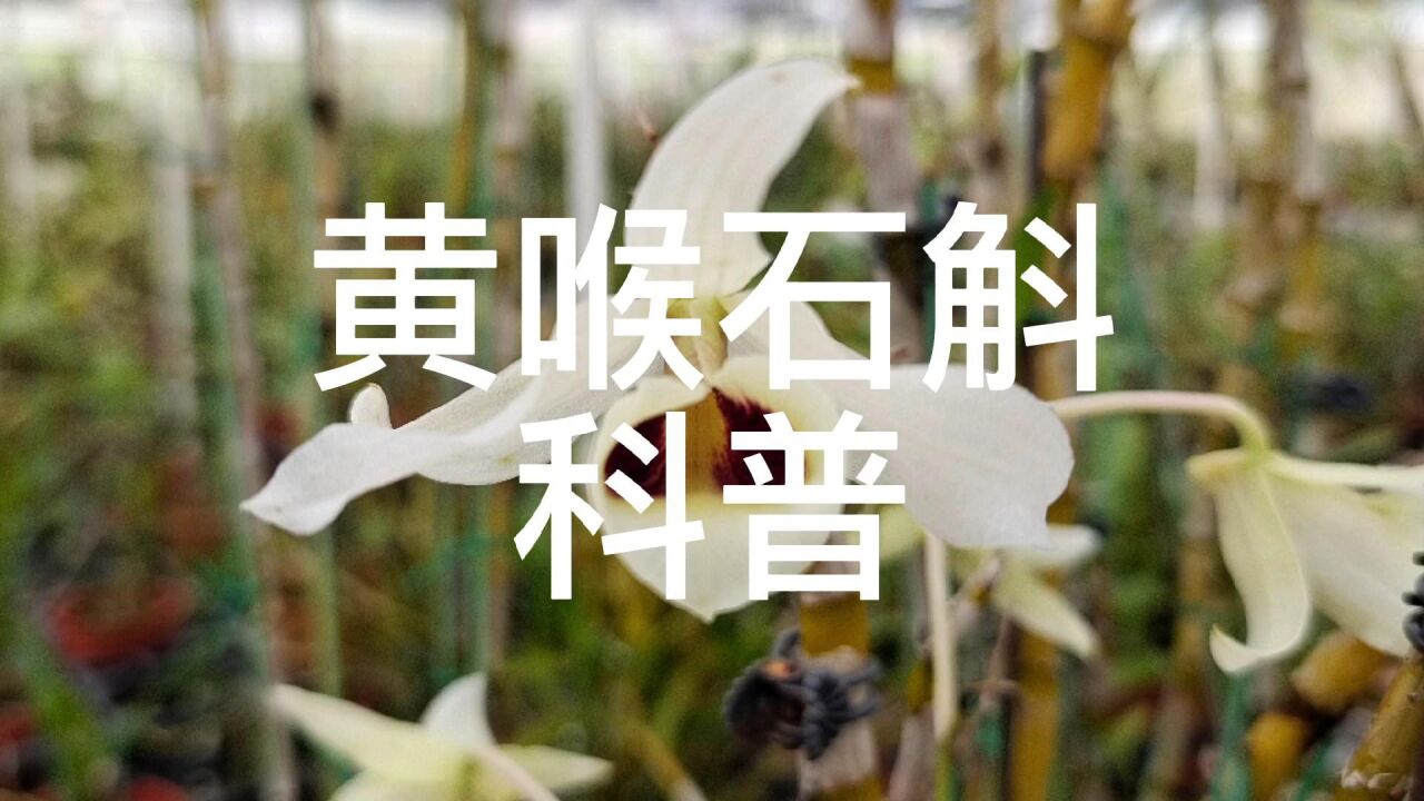 石斛兰,大家入来看看黄喉石斛是怎么样的