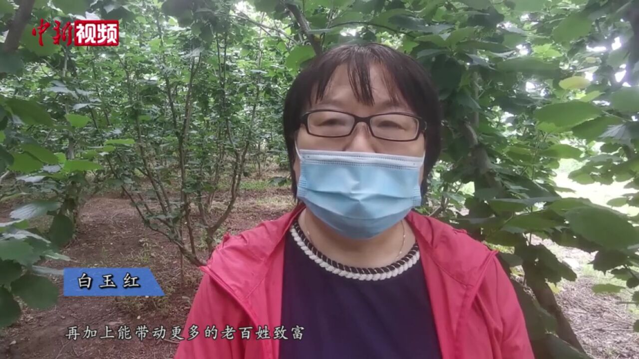 榛林变金山吉林“林果小镇”凭“榛香”致富