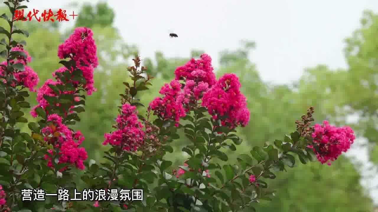 香花灿漫,南京“夏紫薇”开得正美