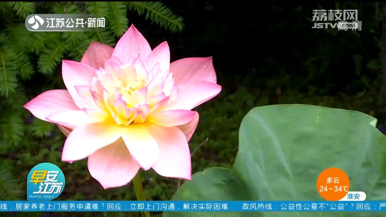 夏日荷花上新啦!来南京中山植物园大饱眼福吧!