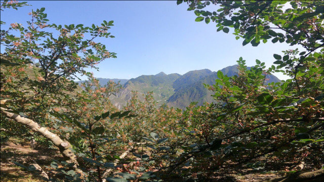 全国最贵的花椒产地,四川茂县:花椒产业助力高半山乡村振兴