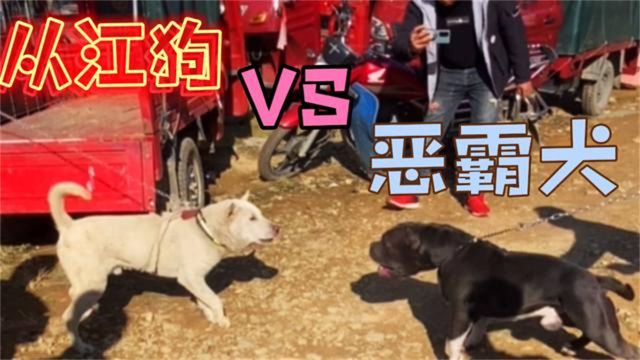 肌肉猛犬“恶霸犬”外表穷凶极恶!既然是美国顶级“伴侣犬”