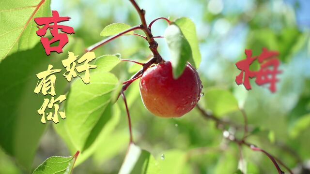 有“杏”相约! 海原县第五届文化旅游节暨田拐红梅杏采摘节7月13日即将开幕!