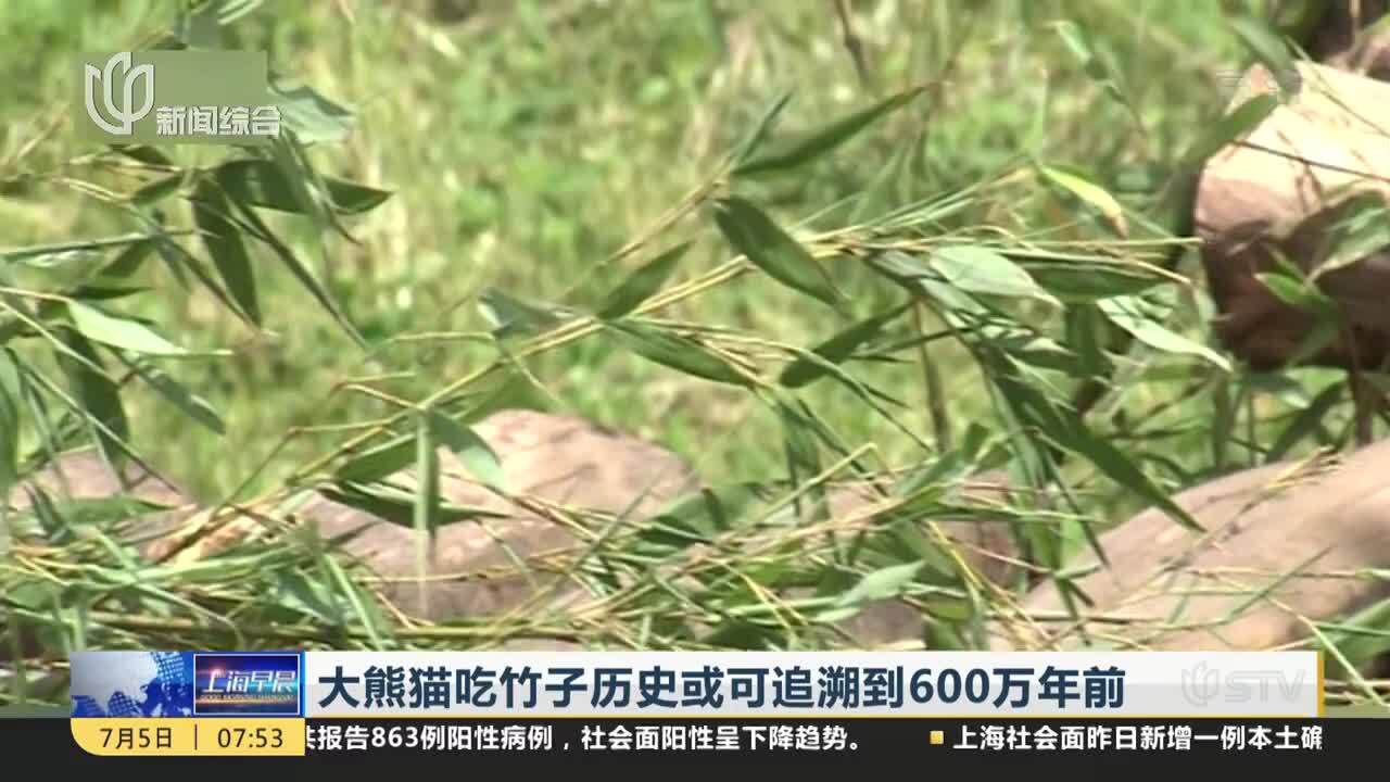 大熊猫吃竹子历史或可追溯到600万年前