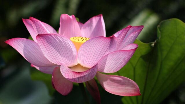 古琴曲《莲心不染》愿你寻一处清凉, 得一份心静,浅握清风,祝夏安.