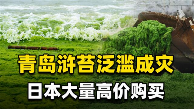 浒苔泛滥是“商机”?日本人大量购买这个物种,究竟是为了什么?