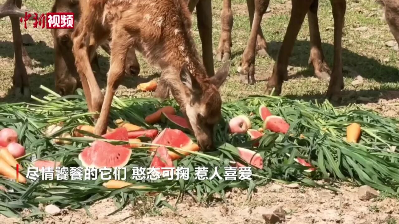 哈尔滨一动物园动物们享清凉西瓜大餐