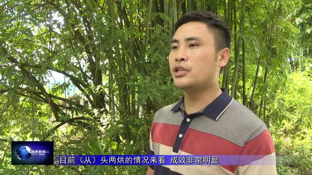 【乡村振兴进行时】永成村:烤烟迎丰收 烘烤正当时