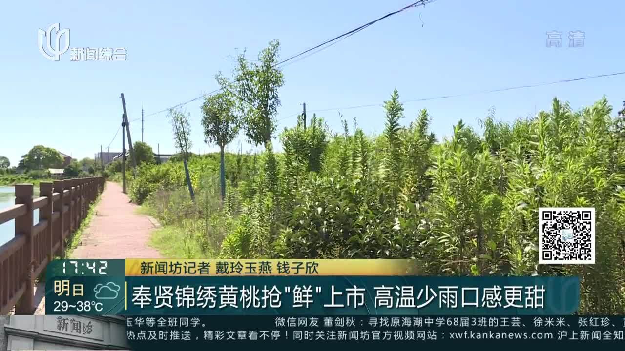 奉贤锦绣黄桃抢“鲜”上市 高温少雨口感更甜