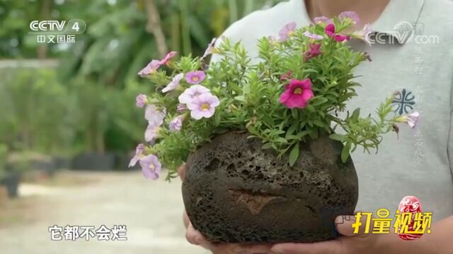 令人发愁的火山石变“金石头”,能种石斛还能做工艺品