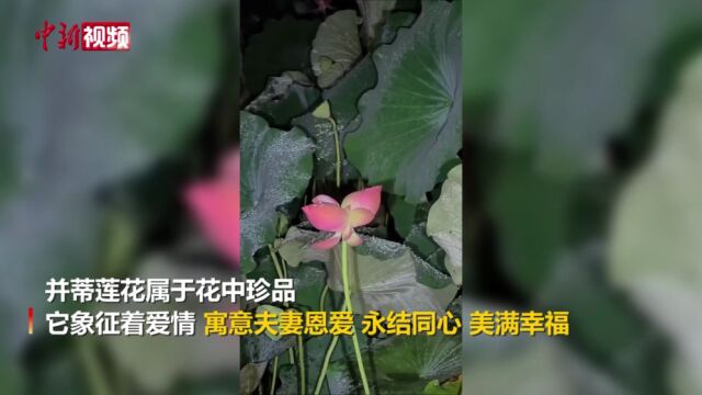 花开并蒂好事成双!来看七夕专属“比翼连枝”