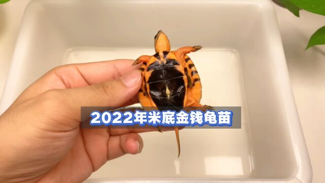 最普通的品相?2022米底金钱龟苗介绍!