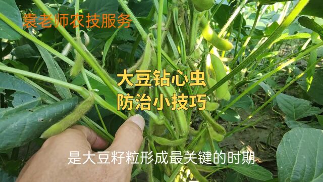 防治大豆钻心虫有技巧,在这个时期打药,杀虫效果好控虫时间长