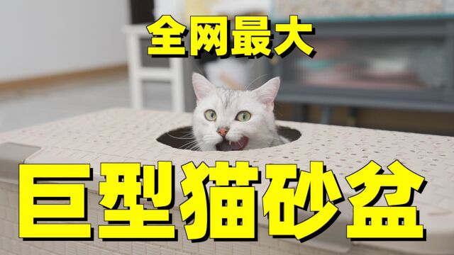 我敢说,市面上的猫砂盆一个能打的都没有!