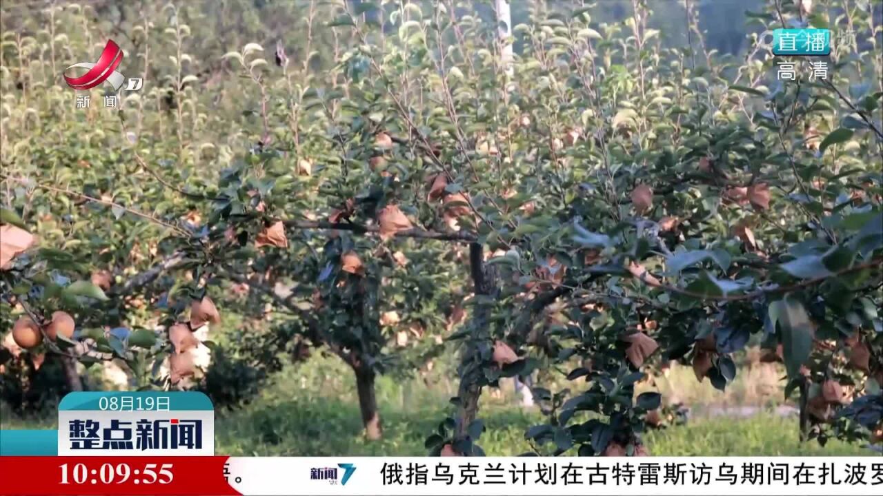 致富“金果子” 果农采摘忙