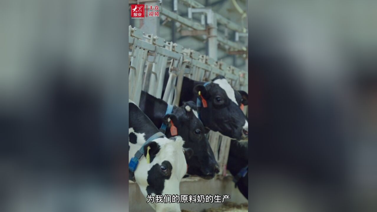 党报记者推荐榜|黄河好生态成就好品山东好牛奶