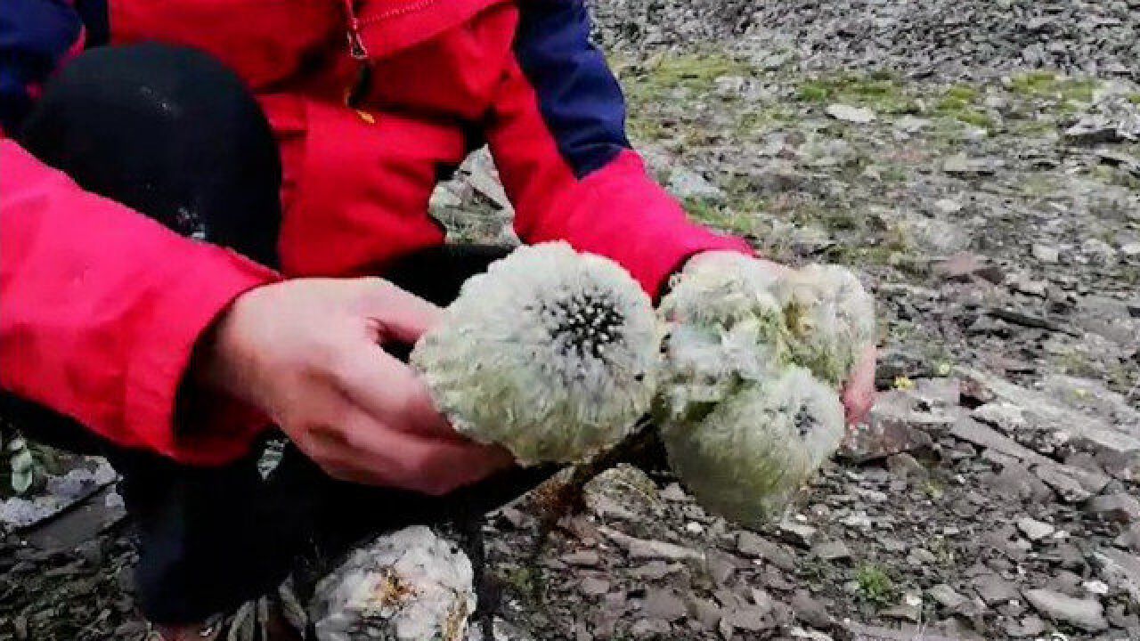 网店卖“雪兔子”等国家重点保护野生植物,四川林草局介入调查