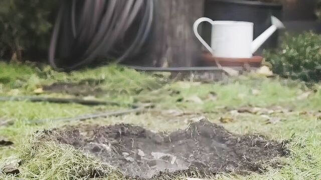 天降上古奇坑,男人一觉醒来,竟多了个老婆!短片《烧焦的草地》