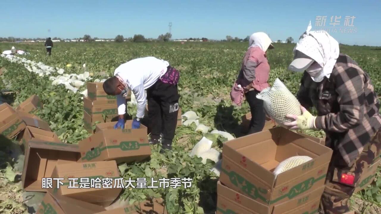 新疆福海县:哈密瓜如期上市热销各地