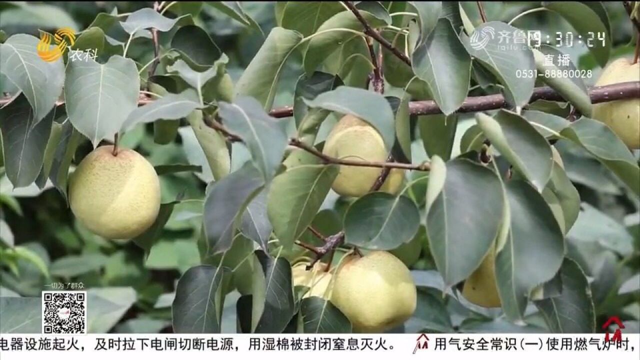 硕果累累挂枝头!巨野苹果酥梨喜获丰收,种植户收获好“钱”景