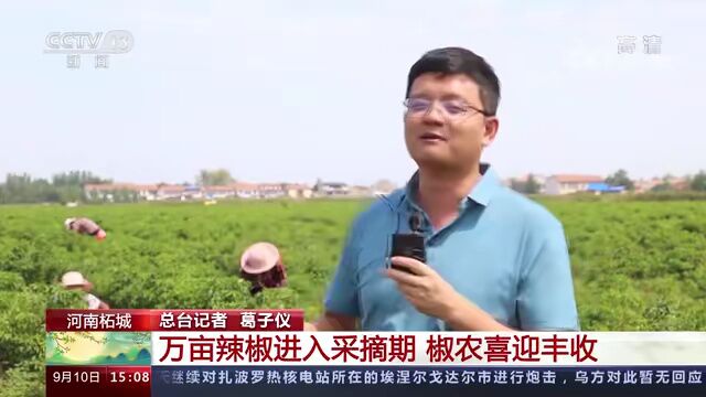 【明月千里 金秋山河】河南柘城 丰收时节 万亩辣椒进入采摘期 椒农喜迎丰收