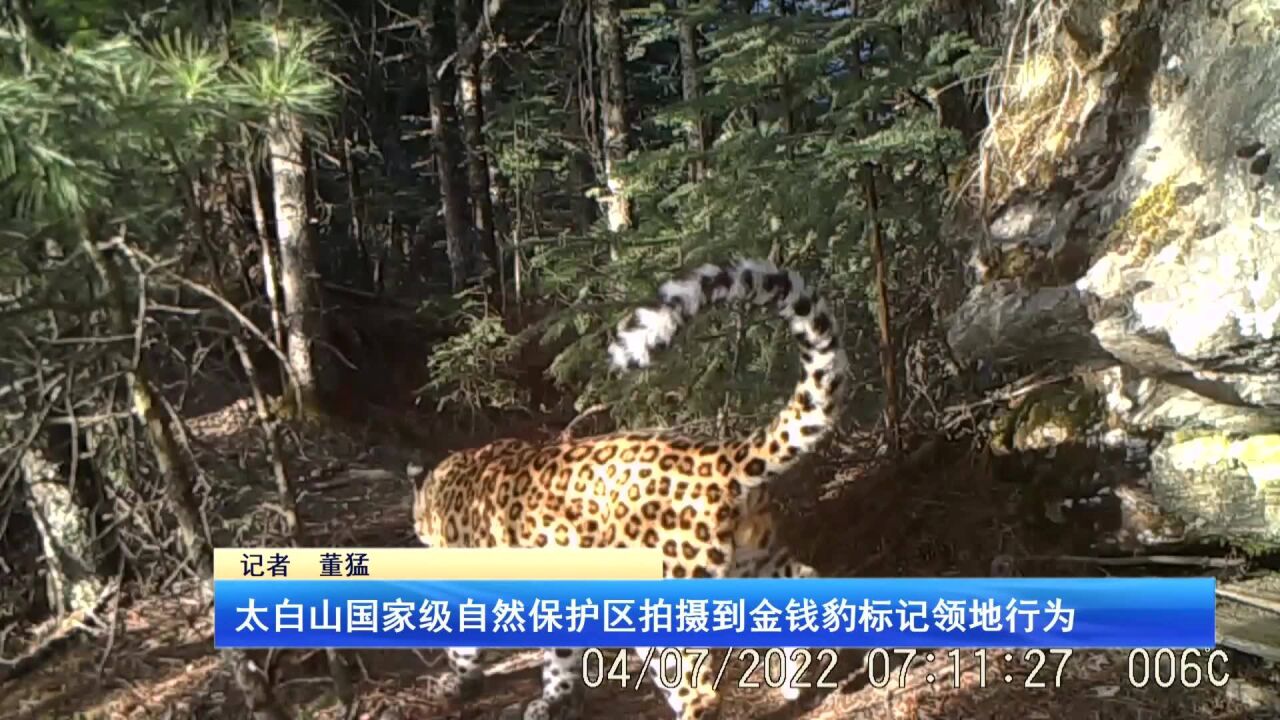 太白山国家级自然保护区拍摄到金钱豹标记领地行为