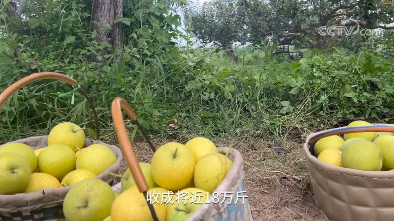 【中国三农报道】河北石家庄黄冠梨:丰收好时节