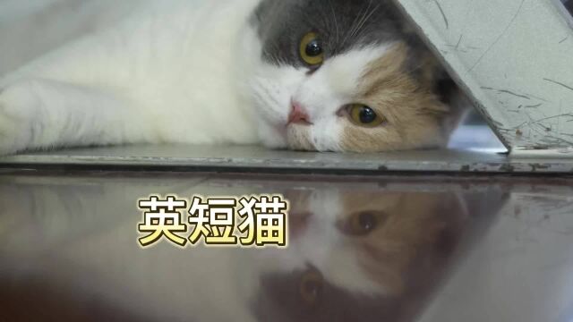 英短猫吃猫砂是原因?