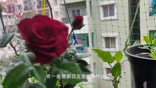 什么花好养什么花不好养选花有技巧,4个养花小经验,一看就知道(上)