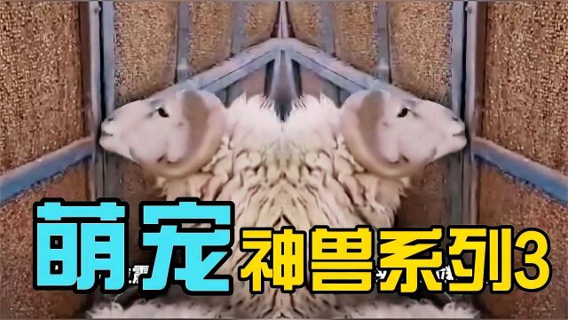 萌宠:神兽系列3