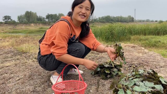 河边长的菱角没人要,媳妇一会摘了半篮子,回家煮煮吃真香