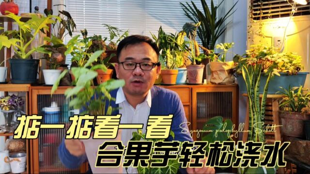 合果芋怎样浇水?不同季节方法不同,掂一掂看一看,掌握浇水时机