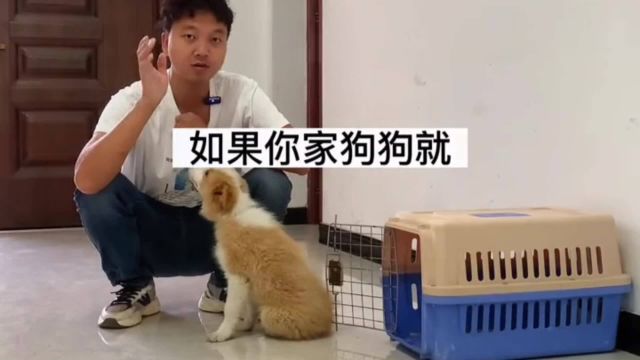 怎么让狗主动进笼子 怎样训练狗狗进入笼子里