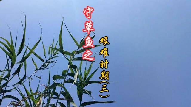 大温差,早钓深,午钓浅.钓鱼佛系一点钓窗口期收获满满! #钓鱼 #野钓技巧 #秋天快来钓大鱼