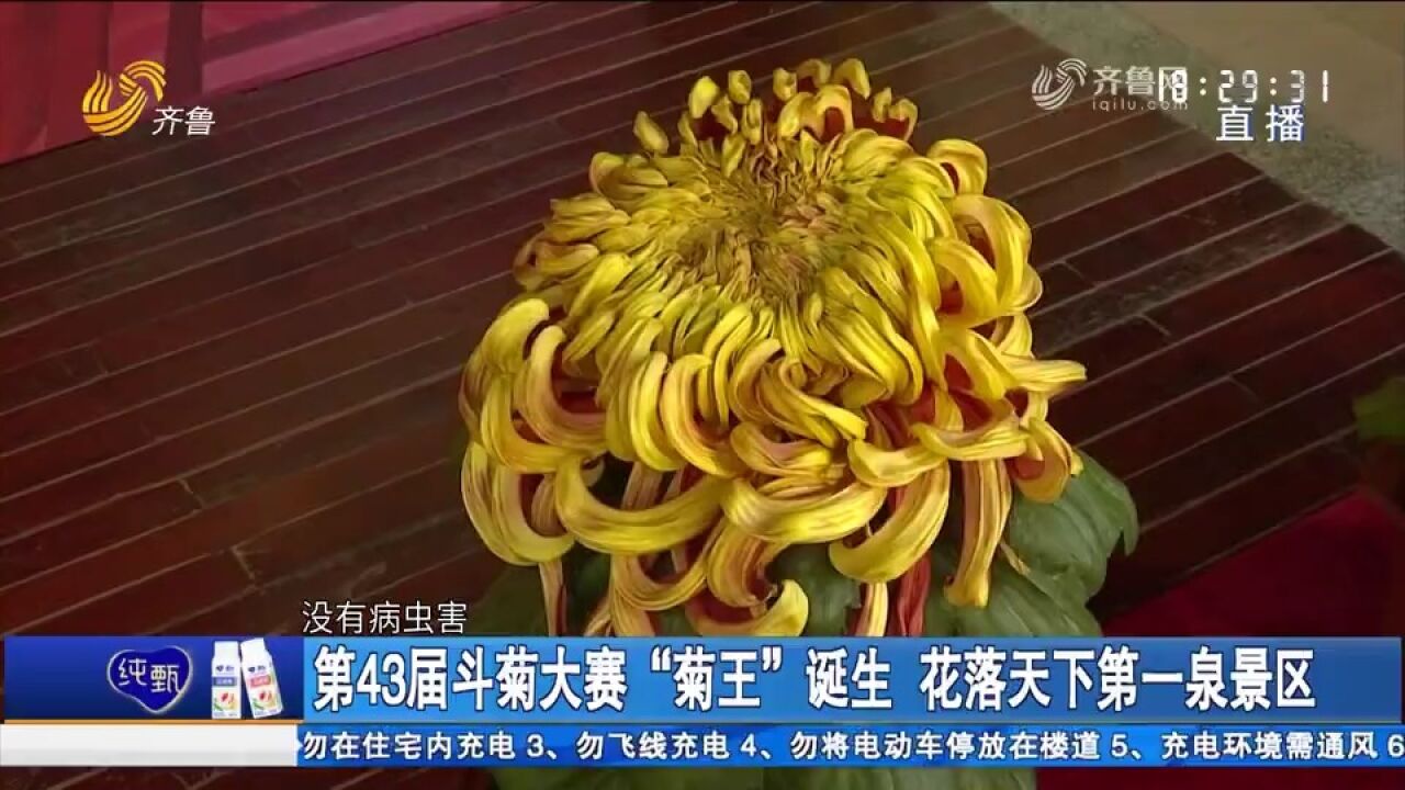 “菊王”出炉!趵突泉金秋菊展正式开幕,十万余盆菊花争奇斗艳