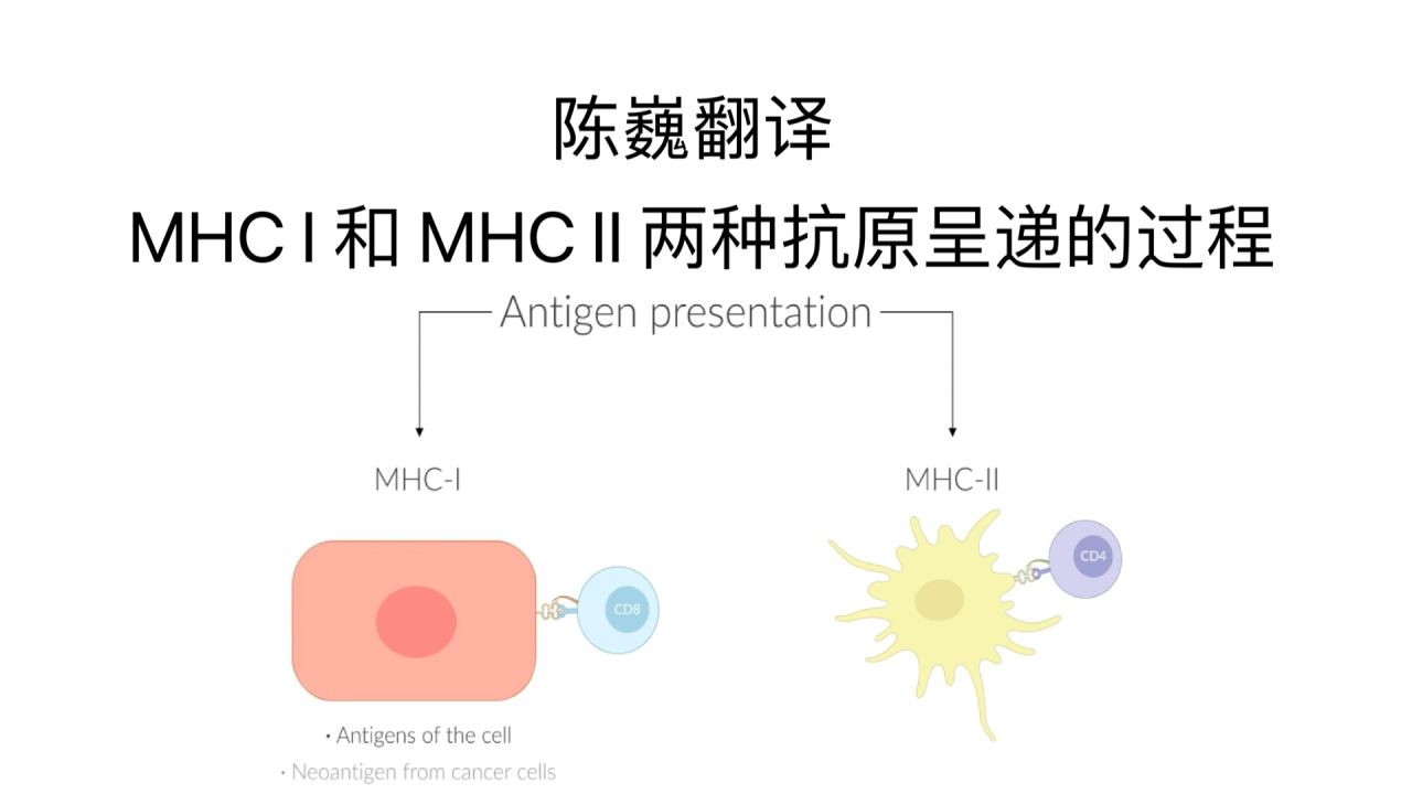 【陈巍翻译】MHC I 和 MHC II 两种抗原呈递的过程