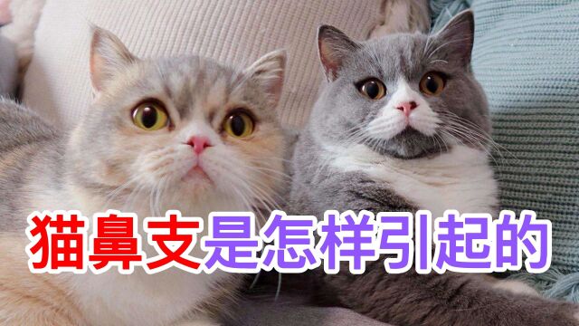 猫鼻支是怎样引起的