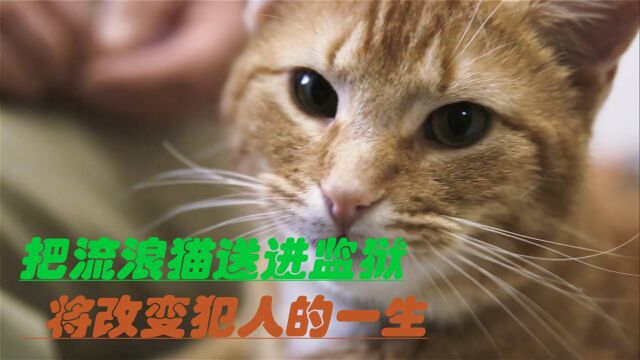 治愈的猫,改变的犯人的一生