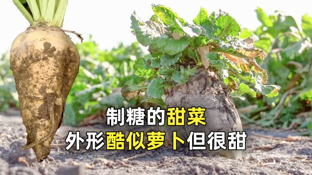 甜菜的种植有多不容易,种植7棵,才能生产1斤糖!